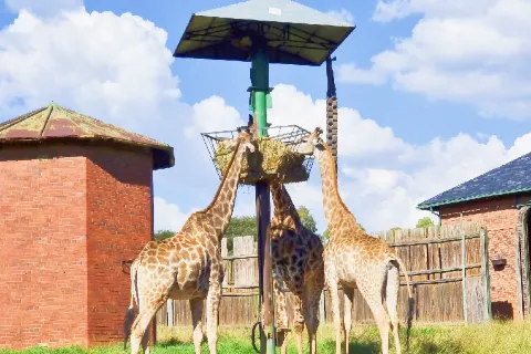 Johannesburg Zoo