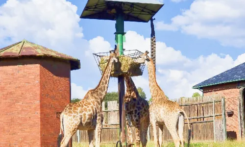Johannesburg Zoo