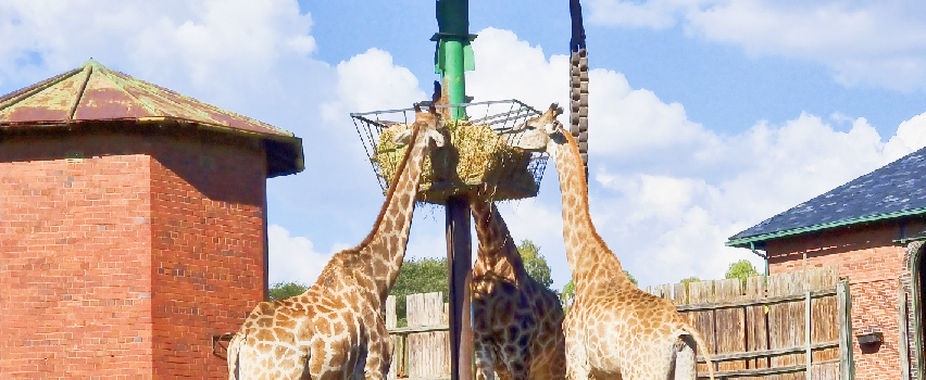 Johannesburg Zoo