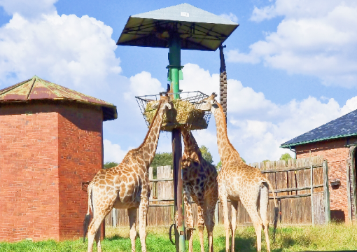 約翰內斯堡動物園