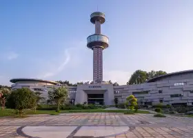 中國揚子鱷景區
