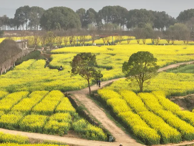 Rapeseed Flowers Viewing in Wuhan