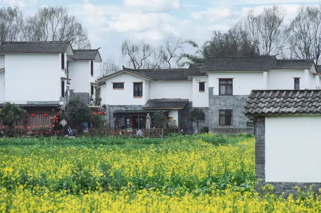 Enjoying Rapeseed Flowers in Sichuan