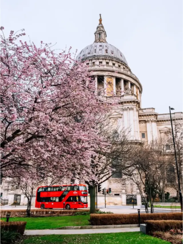 Admiring Magnolias in London
