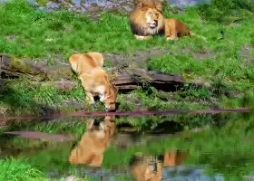 Woodland Park Zoo