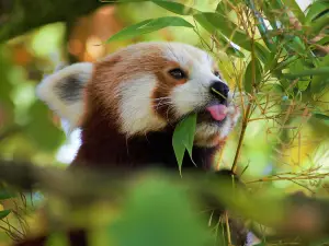 zoo di Chester