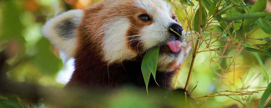 zoo di Chester