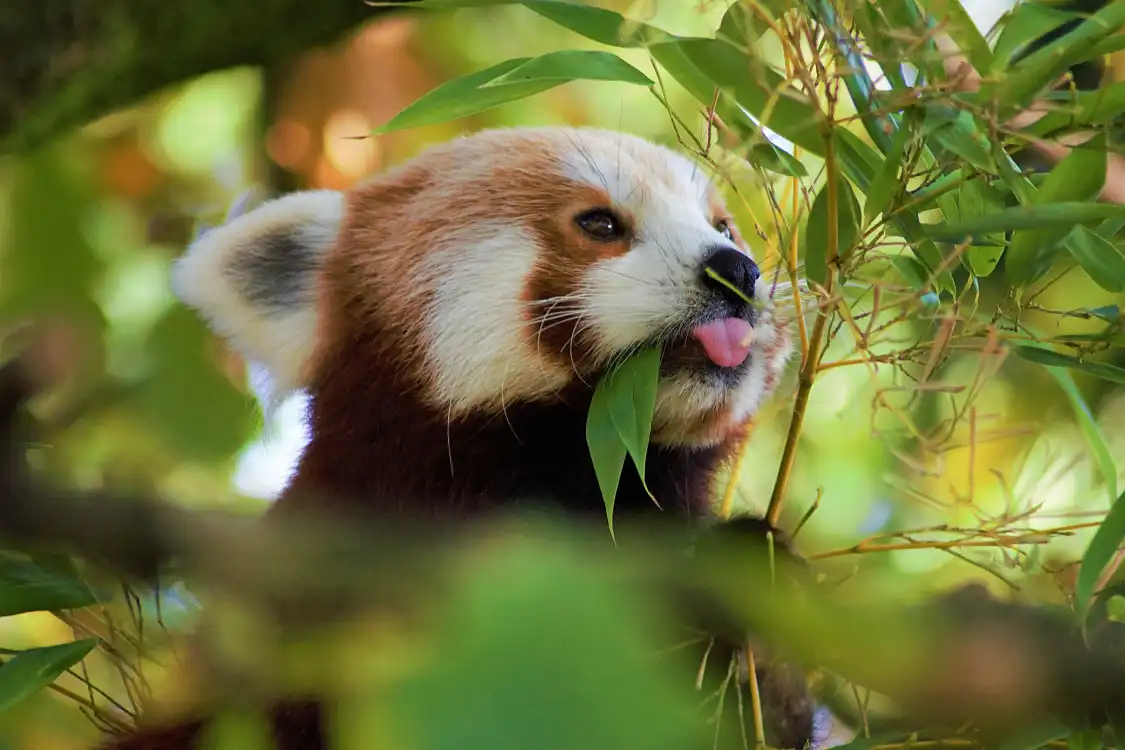Hotels near Chester Zoo