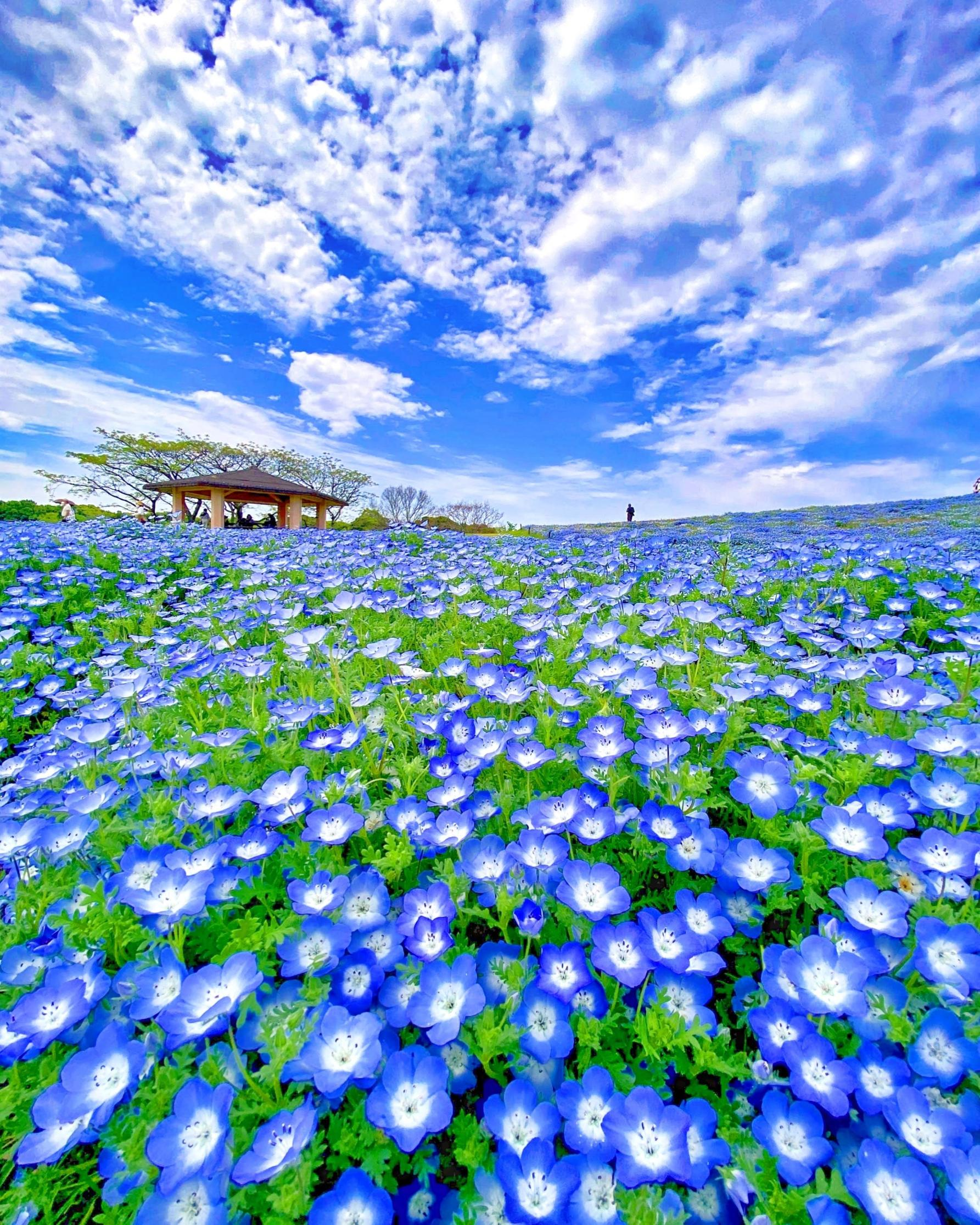 Uminonakamichi Flower Picnic 2026 | Uminonakamichi Seaside Park