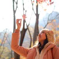 【 整個山頭一遍紅海楓葉 】