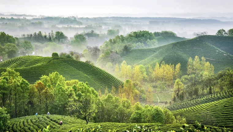 鄰近集雲山茶場的酒店