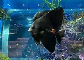 DMM Kariyushi Aquarium