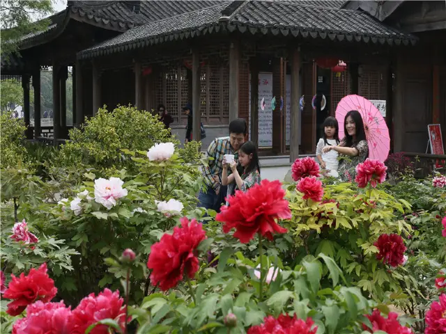 Changshu Peony Viewing