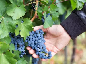 Tonghua Winery Co., Ltd.