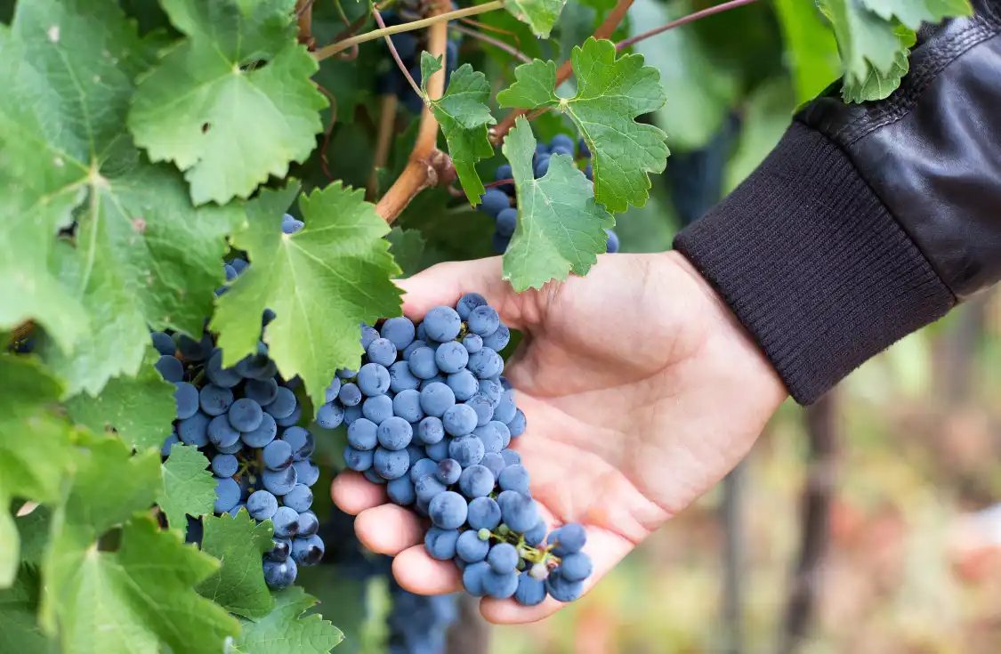 Hotel dekat Tonghua Winery Co., Ltd.