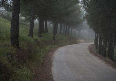 Metasequoia-lined Road