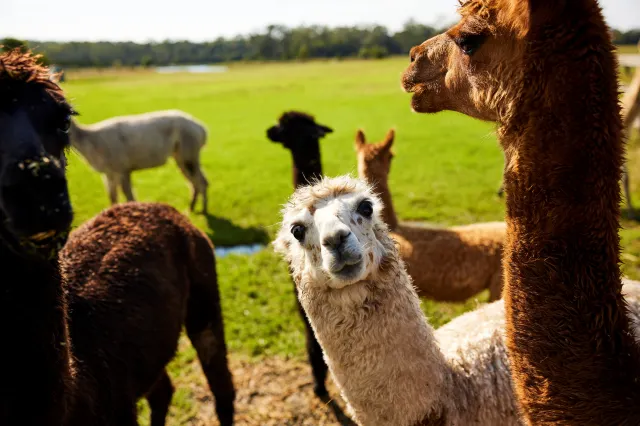 14 Amazing Wildlife Encounters in Sydney and New South Wales