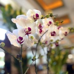 Garden Lounge User Photo