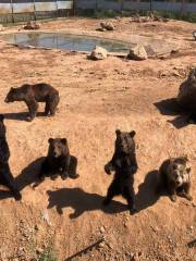 Мир веселья диких животных в горе Ван