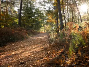 Wald von Fontainebleau