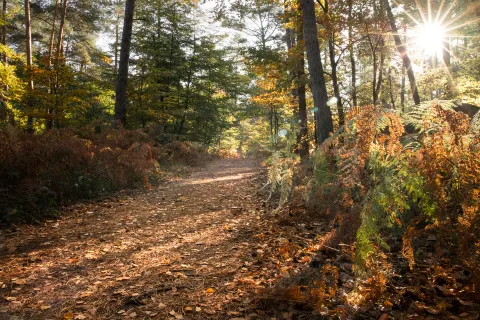 Wald von Fontainebleau
