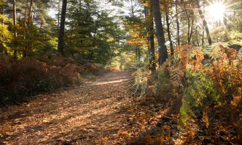 Forest of Fontainebleau