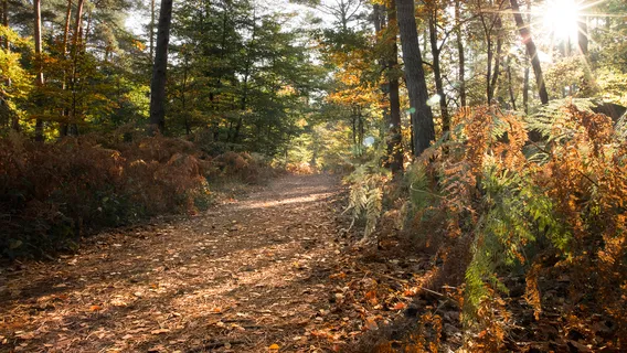 Forest of Fontainebleau
