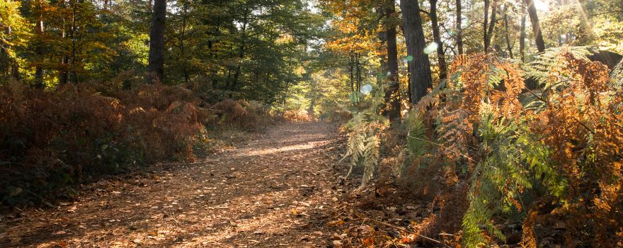 Forêt de Fontainebleau