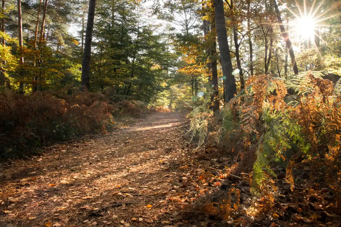Hotels near Forest of Fontainebleau