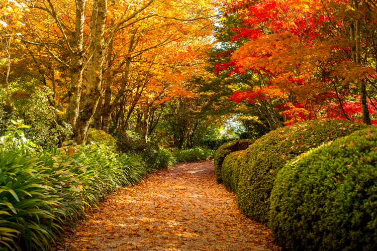 Popular Fall Viewing Attractions in Sydney