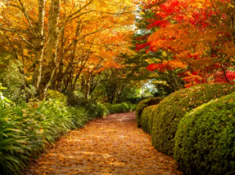 Attrazioni per la visione autunnale a Sydney: le opzioni più popolari