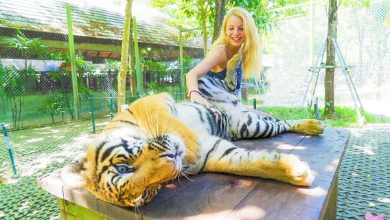 Tiger Kingdom - Phuket