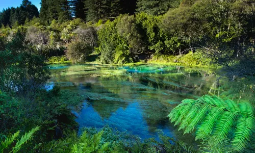 Blue Spring (Te Waihou Walkway). Leslie Road entrance