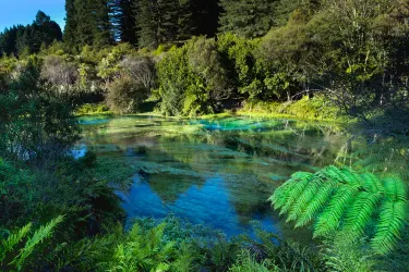 Blue Spring (Te Waihou Walkway). Leslie Road entrance