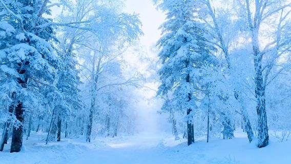 xue xiang wu song shi li bing xue hua lang