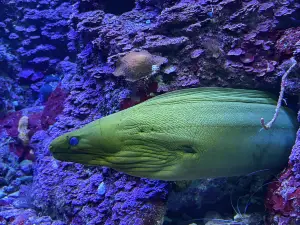 Coral Reef Aquarium Xcaret