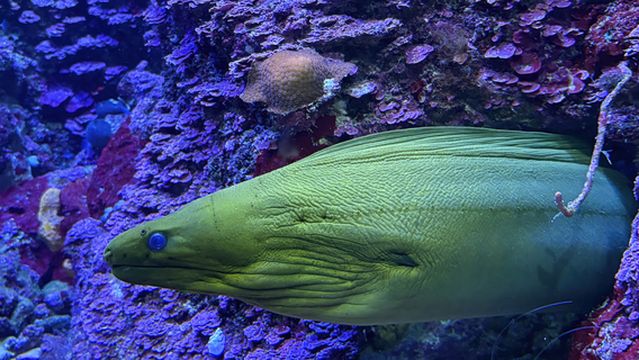 Coral Reef Aquarium Xcaret
