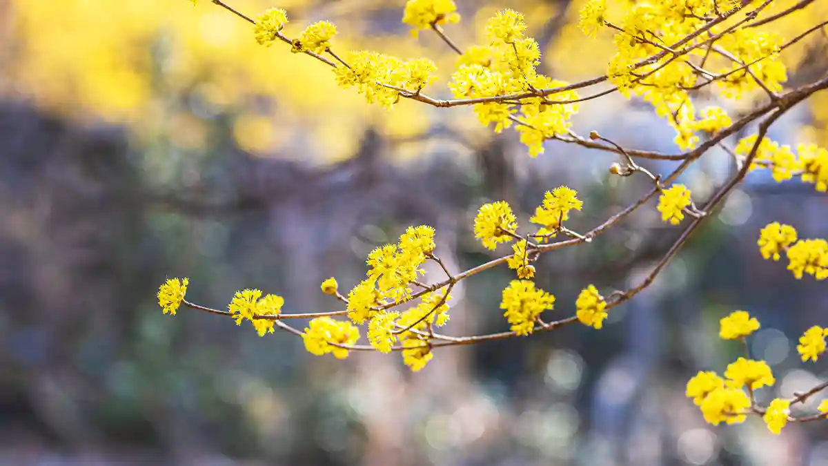 Icheon Baeksa Sansuyu Flower Festival | Icheon