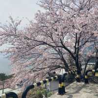 부산 벚꽃명소- 달맞이길