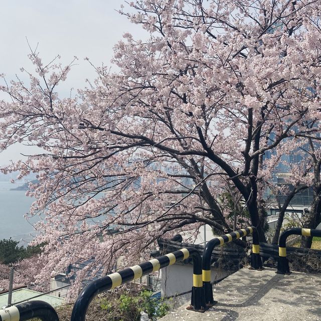부산 벚꽃명소- 달맞이길