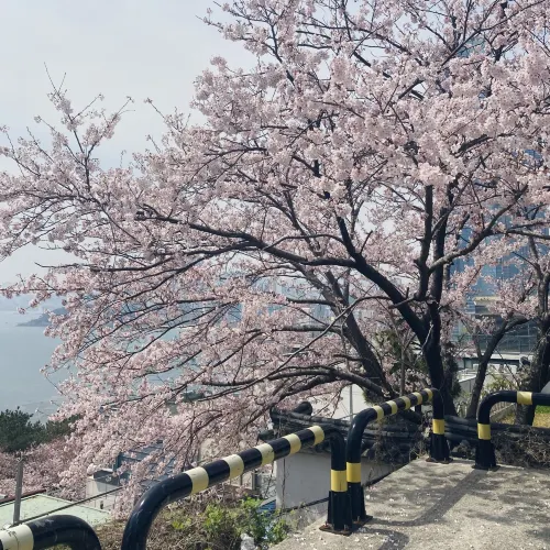 부산 벚꽃명소- 달맞이길