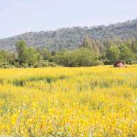 Jim Thompson Farm 