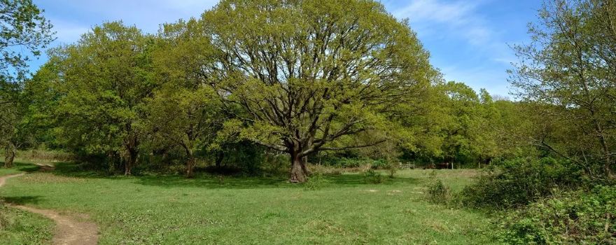 Horsenden Hill Nature Reserve