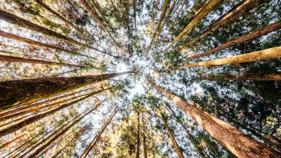 阿里山森林遊楽区日帰りツアー【台中/嘉義/高雄発】