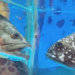 Jin Huang Ting User Photo