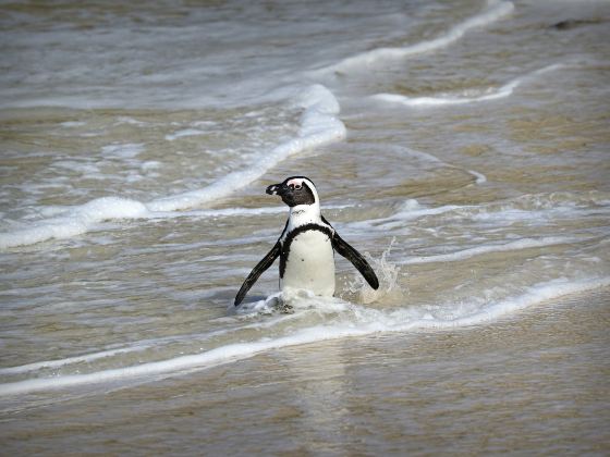 Boulders Beach