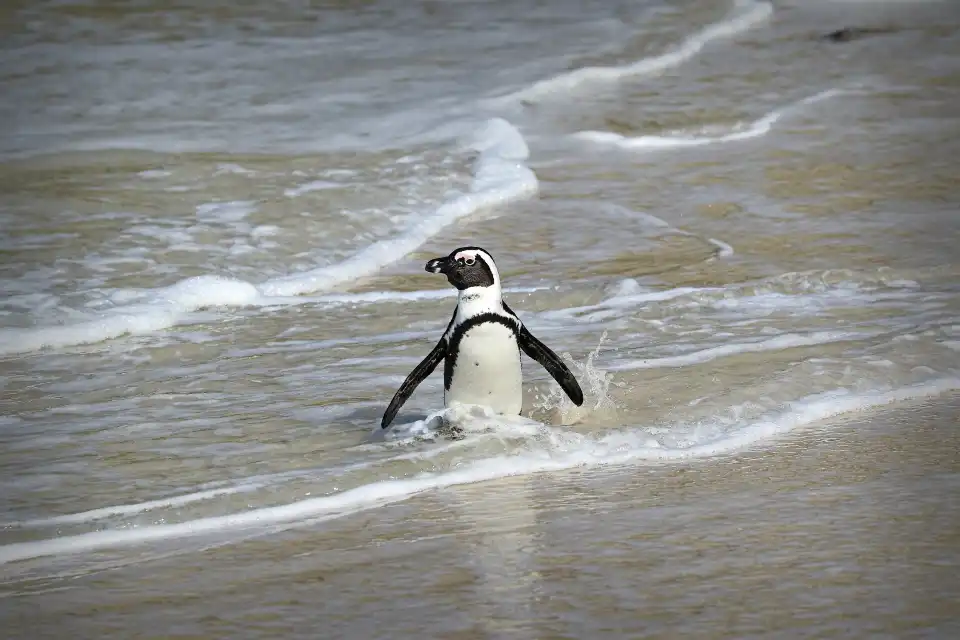 3_Boulders Beach