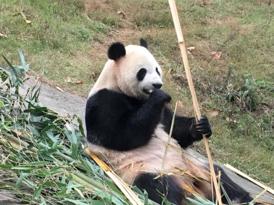 閬中貓熊樂園