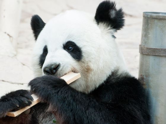 欒川竹海野生動物園