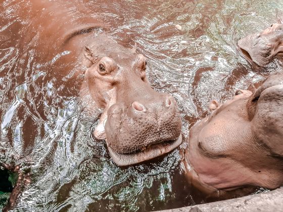 Chiangmai zoo